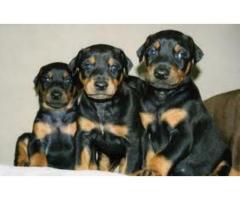 KUSA REgistered Doberman puppies