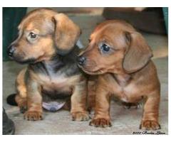 Daschund puppies