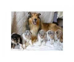 Registered Collie puppies