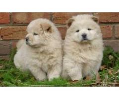 Cute Chow puppies