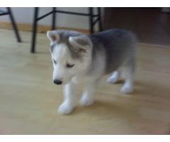 SIBERIAN HUSKY PUPS