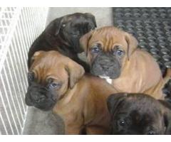 Best pair Boxer puppies