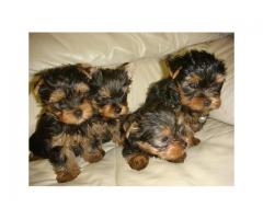 Yorkie Puppies For Sale