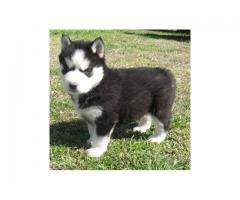 Siberian Husky Puppies