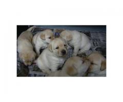 Labrodor dogs For Sale