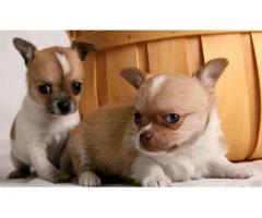 Chihuahua Puppies For Loving Homes