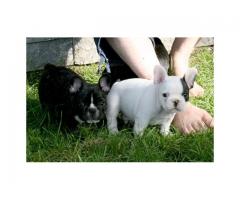 Pure Breed French Bulldog Puppies