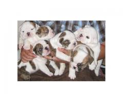 English Bulldog Puppies