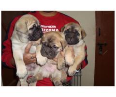 Bull Mastiff Puppies Ready