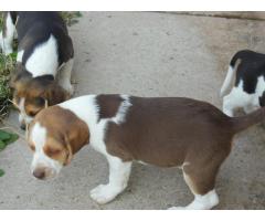 Beagle Puppies for sale