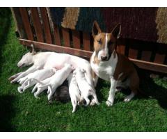 BULLTERRIER PUPPIES FOR SALE