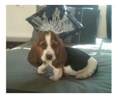 Pure Bred Basset Hound pups ready mid December perfect gift!!!