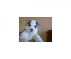 Siberian Husky Puppies For Sale