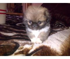 Purebred Pekingese Puppies For Sale