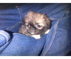 Purebred Pekingese Puppies For Sale