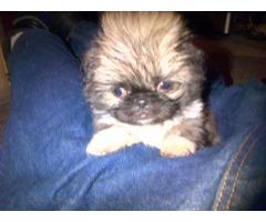 Purebred Pekingese Puppies For Sale