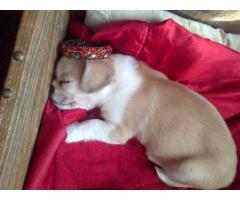 Chihuahua x Pekingese Puppies For Sale