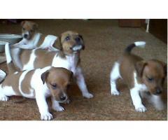 Jack Russel pups KUSA registered