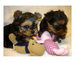 Action Teacup Yorkie Puppies For Sale Asking Just R1000