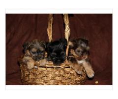 Adorable Teacup Yorkie Puppies For Sale.