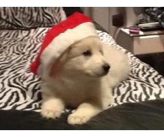 Xmas special Pure breed Swedish Sheperd pups for sale