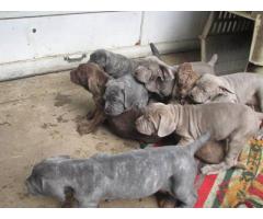 2 Month Old Male and Female Neapolitan Mastiff Puppies, Black Brindle