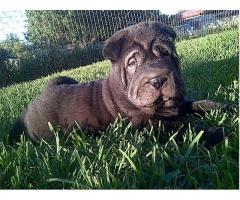 Registered Sharpei Puppy