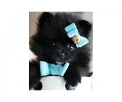 Pure Bred Tiny Teacup Pomeranian pup for Sale