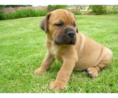 BOERBOEL PUPPIES