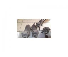 Staffordshire-Bull-Terrier For Sale