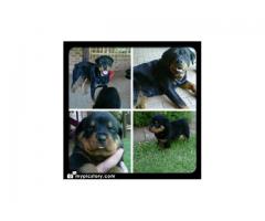 Rottweilers Puppies For Sale x 5