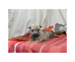 Ready Now! Beautiful Cairn Terrier Puppies Kusa Registered