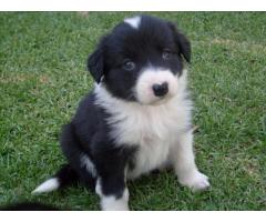 Border Collie Puppies