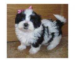 Adorable Havanese Puppies - Pure Breed - Kusa Registered