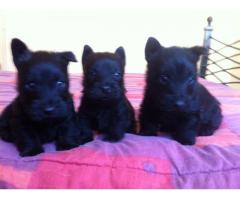 Scottish Terrier's