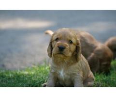 Cocker Spaniel Puppies