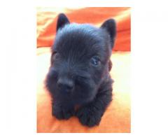 Scottish Terrier's