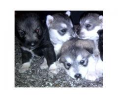 Siberian Puppies