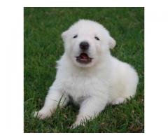 WHITE SWISS SHEPHERD PUPPIES FOR SALE!