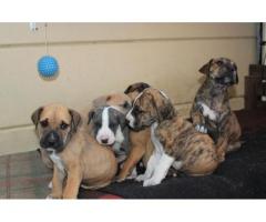 Beautiful Great Dane Puppies Ready for New Home