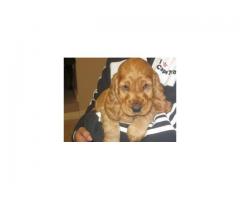 Golden cocker spaniels puppy for sale