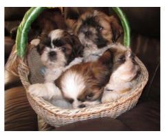 SHIH TZU MALE PUPPIES, REGISTERED