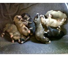Champion Bloodline Bull terrier Puppies for sale!!!