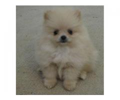 Toy Pom Puppies for sale