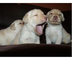 Labrador puppies