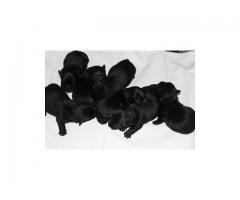 SCOTTISH TERRIER PUPPIES