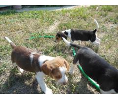 Male and Female Beagle Puppies Available for Sale