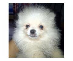 PEDIGREE POMERANIAN BOY