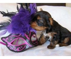 Small, beautiful male Yorkie pup