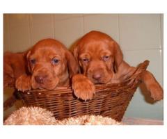 Vizsla' Puppies